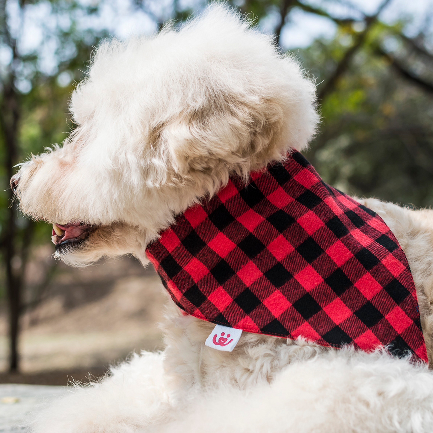 Red & Black Plaid