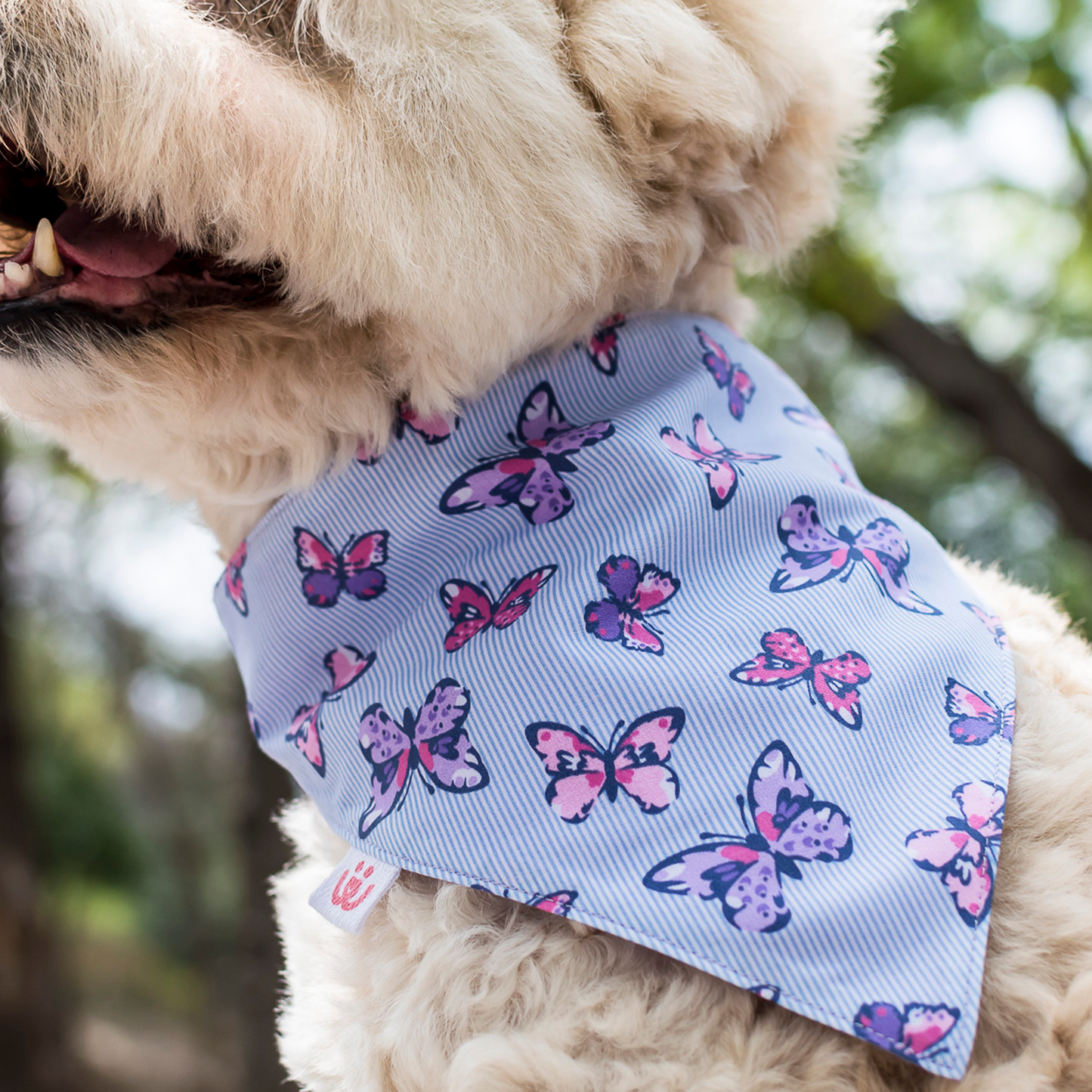 Mariposas